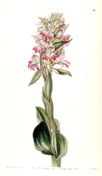 Satyrium erectum